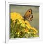 Gatekeeper Butterfly-Adrian Campfield-Framed Giclee Print