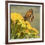 Gatekeeper Butterfly-Adrian Campfield-Framed Giclee Print