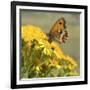 Gatekeeper Butterfly-Adrian Campfield-Framed Giclee Print