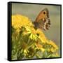Gatekeeper Butterfly-Adrian Campfield-Framed Stretched Canvas