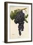 Gateta Grape-A. Kreyder-Framed Giclee Print