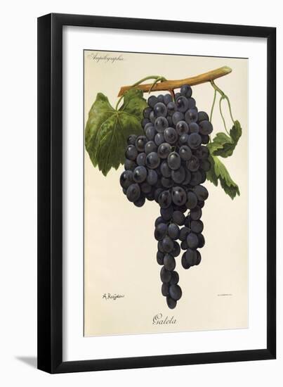 Gateta Grape-A. Kreyder-Framed Giclee Print