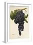 Gateta Grape-A. Kreyder-Framed Giclee Print