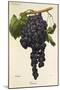 Gateta Grape-A. Kreyder-Mounted Giclee Print