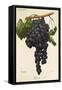 Gateta Grape-A. Kreyder-Framed Stretched Canvas