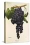 Gateta Grape-A. Kreyder-Stretched Canvas