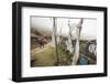 Gateway to Nepal with Flags and Buddhist Inscriptions Near the Village of Tumling, Nepal-Roberto Moiola-Framed Photographic Print