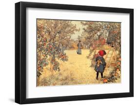 Gathering Apples, 1904-Carl Larsson-Framed Art Print