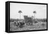 Gathering Cane on a Cuban Sugar Plantation-null-Framed Stretched Canvas