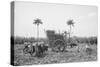 Gathering Cane on a Cuban Sugar Plantation-null-Stretched Canvas