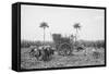 Gathering Cane on a Cuban Sugar Plantation-null-Framed Stretched Canvas