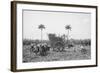 Gathering Cane on a Cuban Sugar Plantation-null-Framed Photo