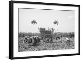 Gathering Cane on a Cuban Sugar Plantation-null-Framed Photo