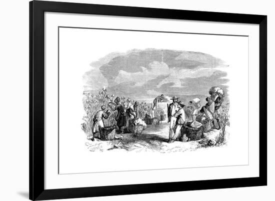 Gathering Cotton in a Cotton Plantation, C1895-null-Framed Giclee Print