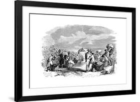 Gathering Cotton in a Cotton Plantation, C1895-null-Framed Giclee Print