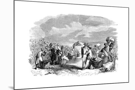 Gathering Cotton in a Cotton Plantation, C1895-null-Mounted Giclee Print