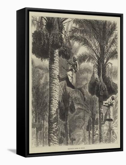 Gathering Dates in Ceylon-null-Framed Stretched Canvas