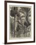 Gathering Dates in Ceylon-null-Framed Giclee Print