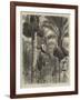 Gathering Dates in Ceylon-null-Framed Giclee Print