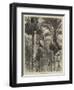 Gathering Dates in Ceylon-null-Framed Premium Giclee Print