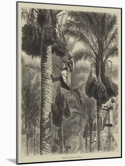 Gathering Dates in Ceylon-null-Mounted Giclee Print