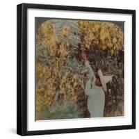 'Gathering luscious fruit from a heavily laden mango tree, Cuernavaca, Mexico', 1907-Elmer Underwood-Framed Premium Photographic Print