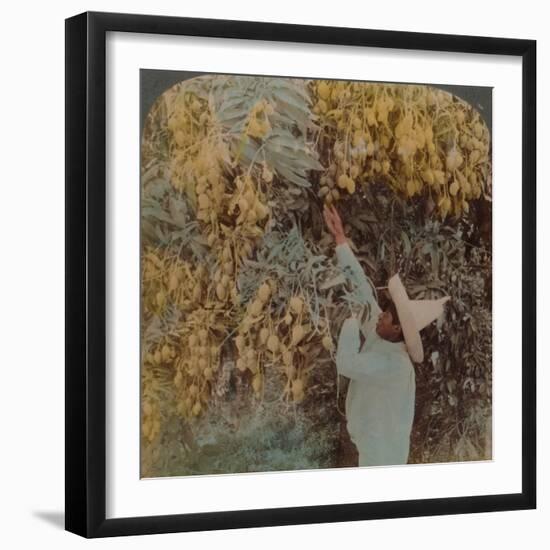 'Gathering luscious fruit from a heavily laden mango tree, Cuernavaca, Mexico', 1907-Elmer Underwood-Framed Premium Photographic Print