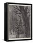 Gathering Mistletoe in the Days of the Druids-Paul Frenzeny-Framed Stretched Canvas