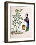 Gathering Mulberry Leaves to Feed Silkworms, 19th Century-null-Framed Giclee Print