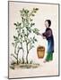 Gathering Mulberry Leaves to Feed Silkworms, 19th Century-null-Mounted Giclee Print