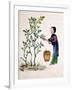 Gathering Mulberry Leaves to Feed Silkworms, 19th Century-null-Framed Giclee Print