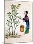 Gathering Mulberry Leaves to Feed Silkworms, 19th Century-null-Mounted Giclee Print