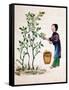 Gathering Mulberry Leaves to Feed Silkworms, 19th Century-null-Framed Stretched Canvas