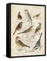 Gathering of Birds I-G. Lubbert-Framed Stretched Canvas