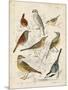 Gathering of Birds I-G. Lubbert-Mounted Art Print