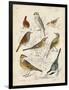 Gathering of Birds I-G. Lubbert-Framed Art Print