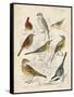 Gathering of Birds I-G. Lubbert-Framed Stretched Canvas