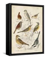 Gathering of Birds I-G. Lubbert-Framed Stretched Canvas