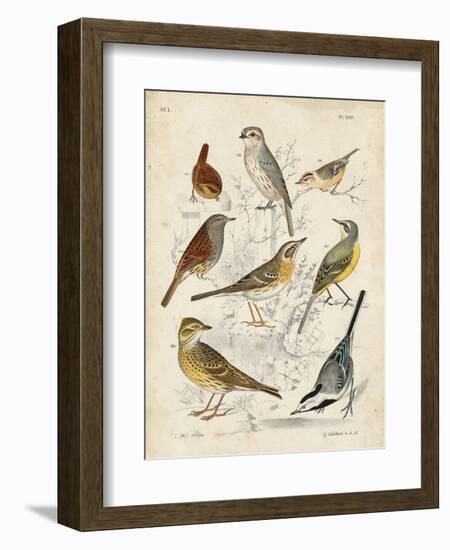 Gathering of Birds I-G. Lubbert-Framed Art Print