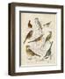 Gathering of Birds I-G. Lubbert-Framed Art Print