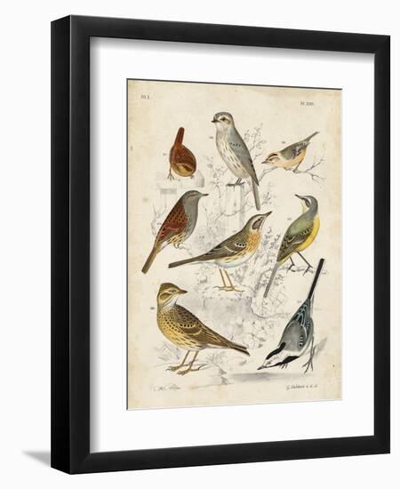 Gathering of Birds I-G. Lubbert-Framed Art Print