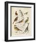 Gathering of Birds I-G. Lubbert-Framed Art Print