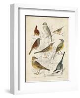 Gathering of Birds I-G. Lubbert-Framed Art Print