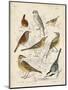 Gathering of Birds I-G. Lubbert-Mounted Art Print