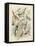 Gathering of Birds II-G. Lubbert-Framed Stretched Canvas