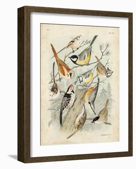 Gathering of Birds II-G. Lubbert-Framed Art Print