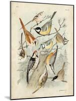 Gathering of Birds II-G. Lubbert-Mounted Art Print