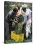 Gathering Olives for Fine Extra-Virgin Oil, Frantoio Galantino, Bisceglie, Puglia, Italy-Michael Newton-Stretched Canvas