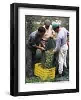 Gathering Olives for Fine Extra-Virgin Oil, Frantoio Galantino, Bisceglie, Puglia, Italy-Michael Newton-Framed Photographic Print