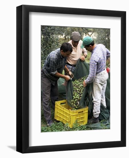 Gathering Olives for Fine Extra-Virgin Oil, Frantoio Galantino, Bisceglie, Puglia, Italy-Michael Newton-Framed Photographic Print